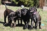 canecorsocentral.cappyshappylife.com