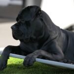 dog, cane corso italiano, domestic animal, animal, snout, lie, portrait, the world of animals