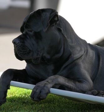 dog, cane corso italiano, domestic animal, animal, snout, lie, portrait, the world of animals