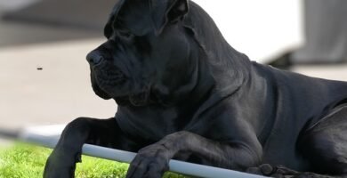 dog, cane corso italiano, domestic animal, animal, snout, lie, portrait, the world of animals