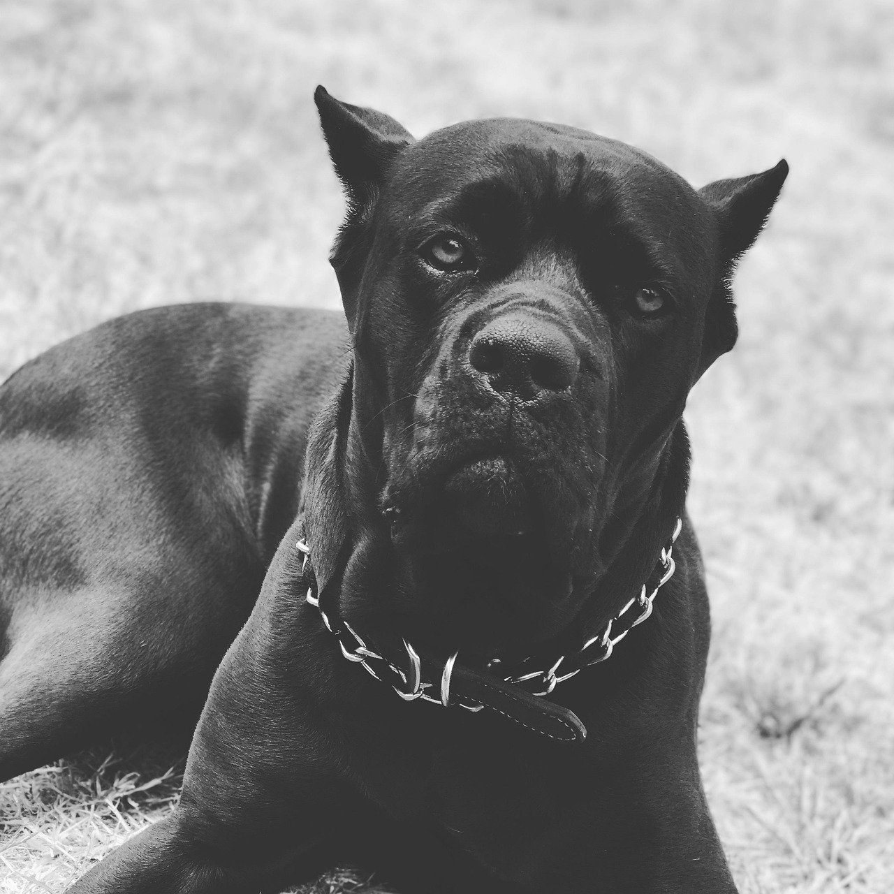 The Best Toys for Your Large Cane Corso Dogs: A Comprehensive Guide
