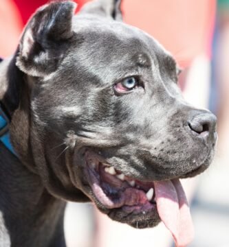 A close-up shot of a Cane Corso with its tongue out, showcasing its strong features.