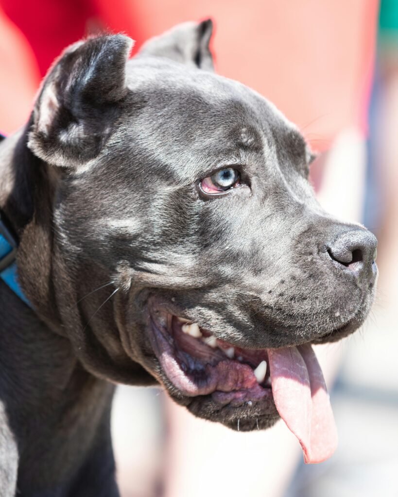 A close-up shot of a Cane Corso with its tongue out, showcasing its strong features.
